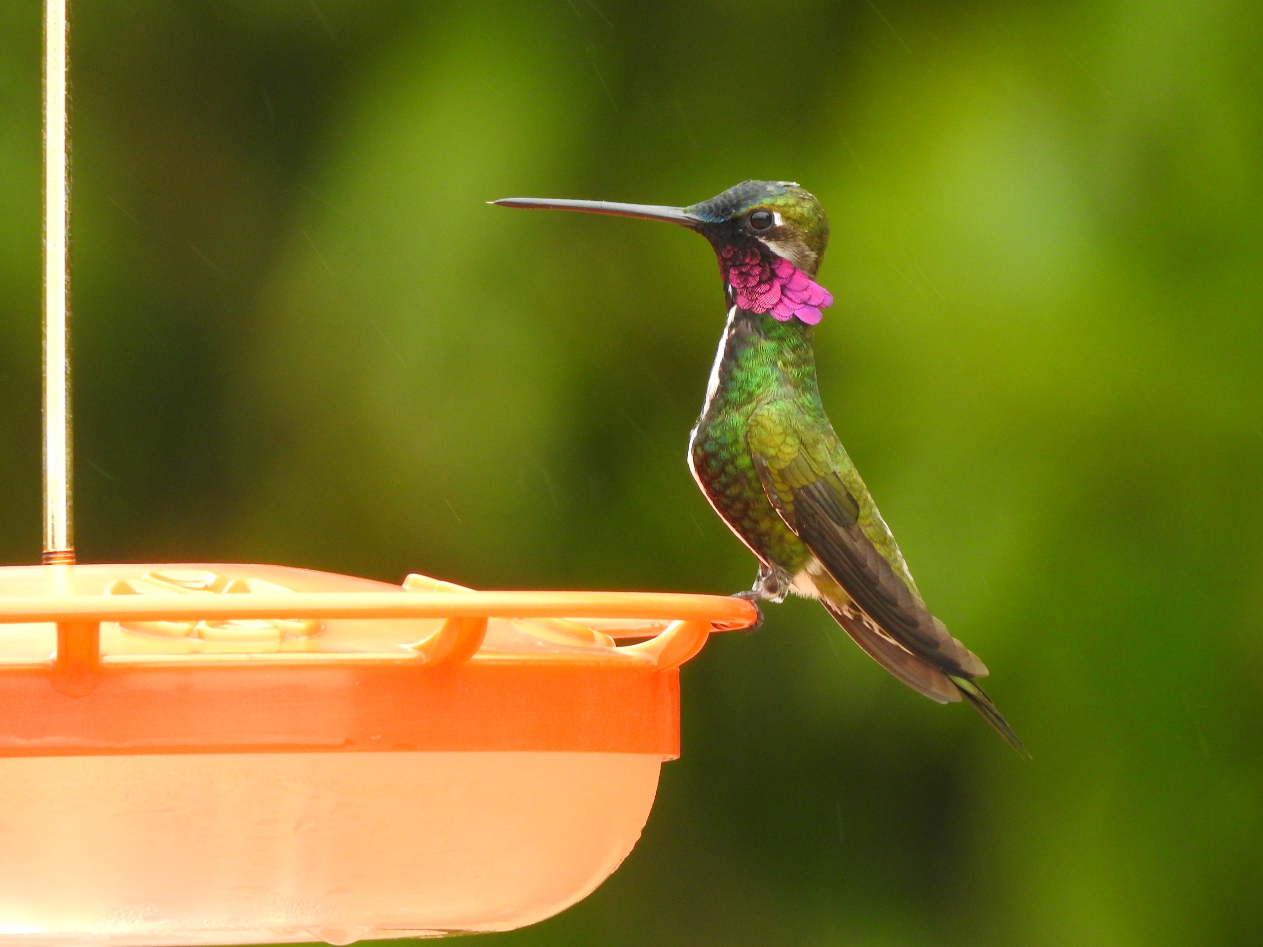 Beija-flor em bebedouro